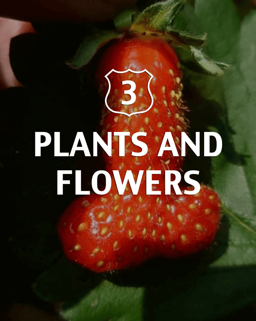 Plants and Flowers Alternative to Viagra