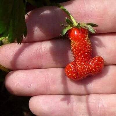 Strawberry penis