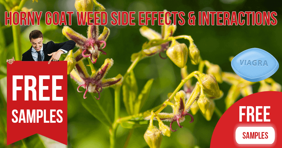 Horny Goat Weed Side Effects, Contraindications and Interactions